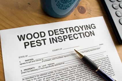 Termite Tips: Q&A with Chesapeake Pest