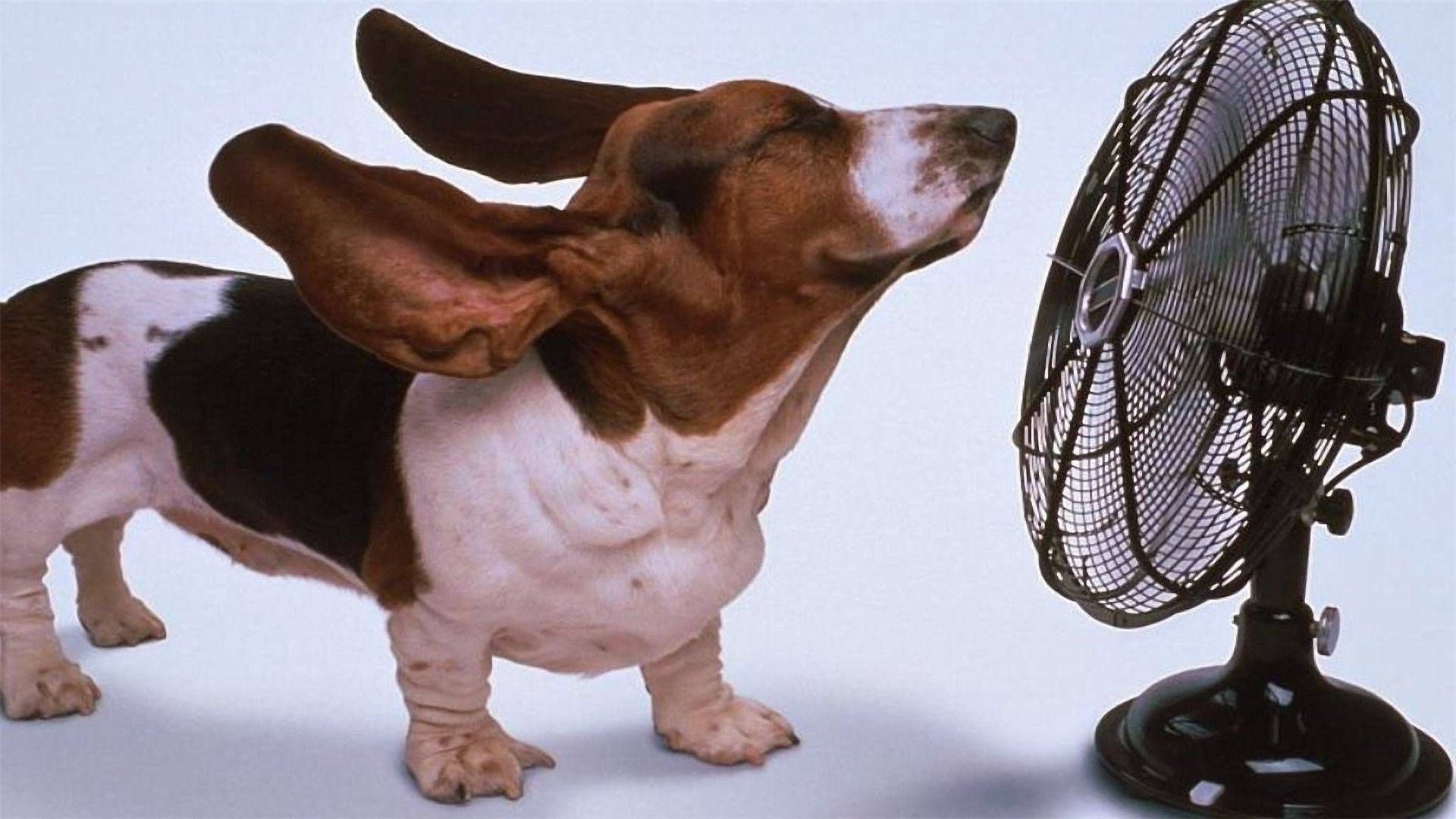 9 Ways to Cool Down Your Home This Summer