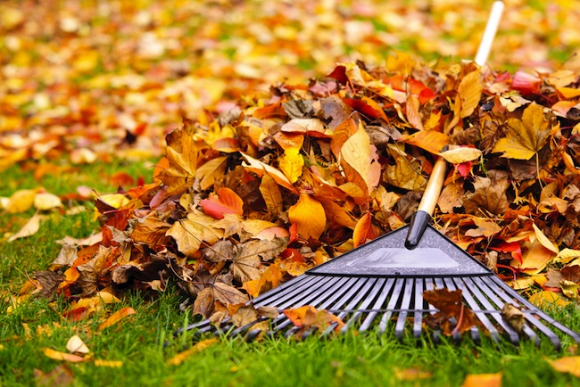 6 Ways to Prep Your Yard for Winter