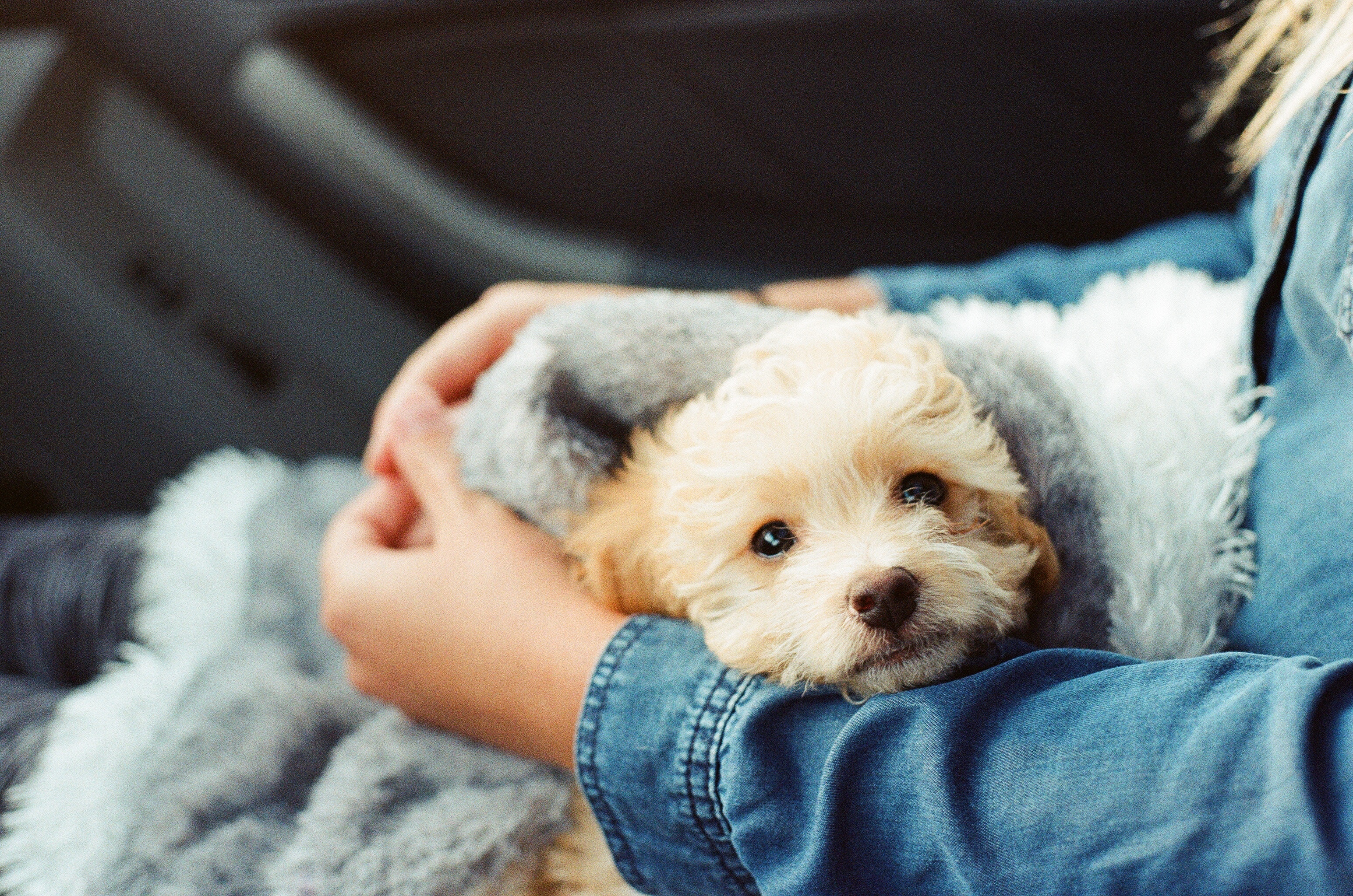 Help Your Pets Adjust to the Moving Process