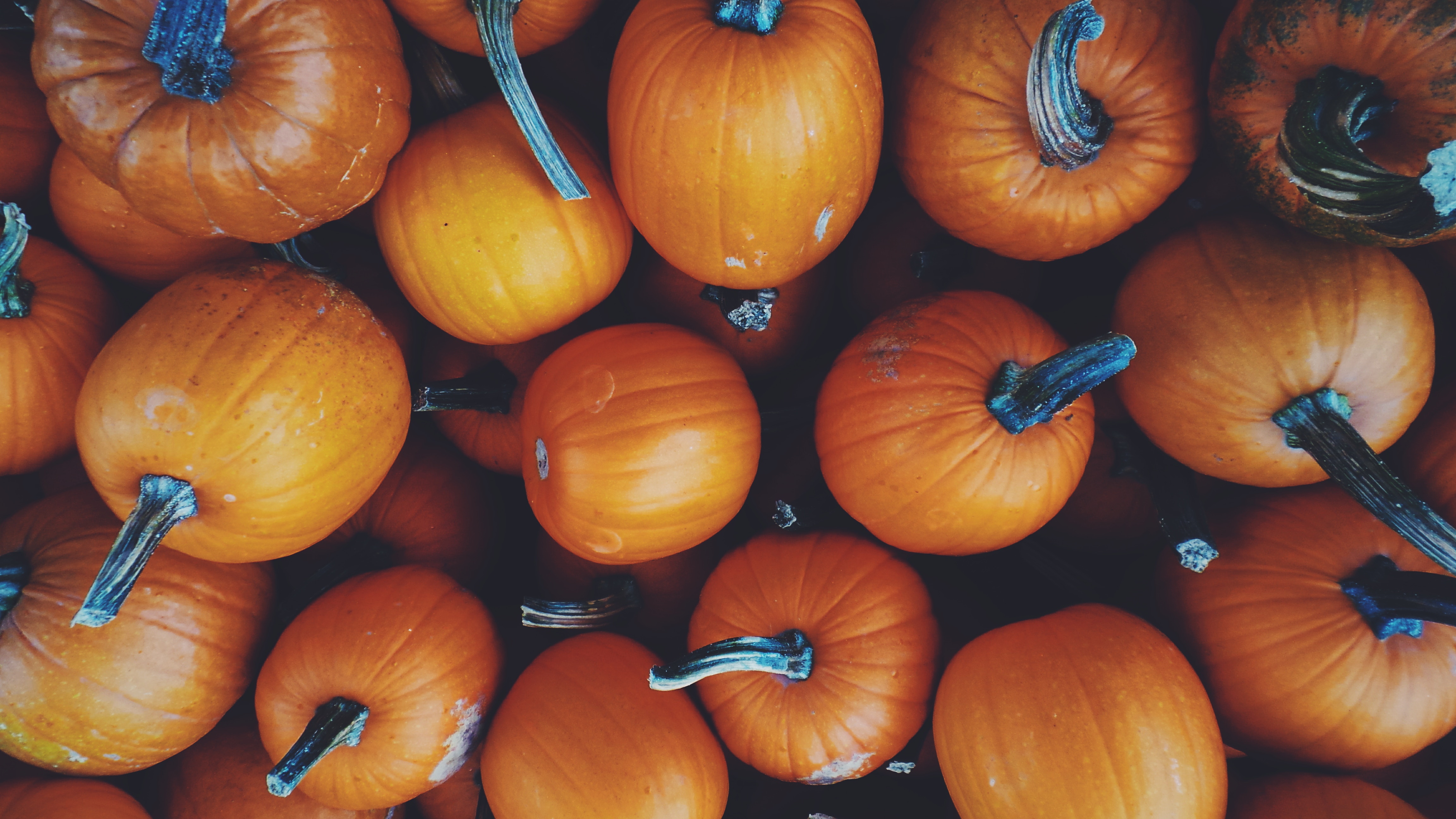 Must-See Tampa Bay Events in October
