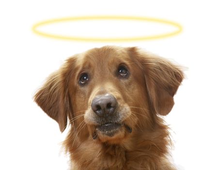 How to Show Your Home if You Have a Pet