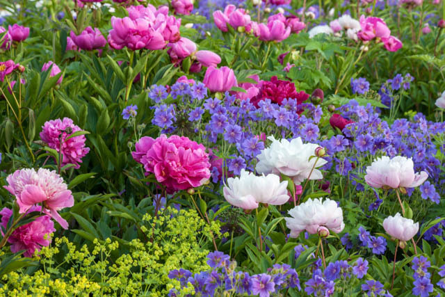 Perennials for New England