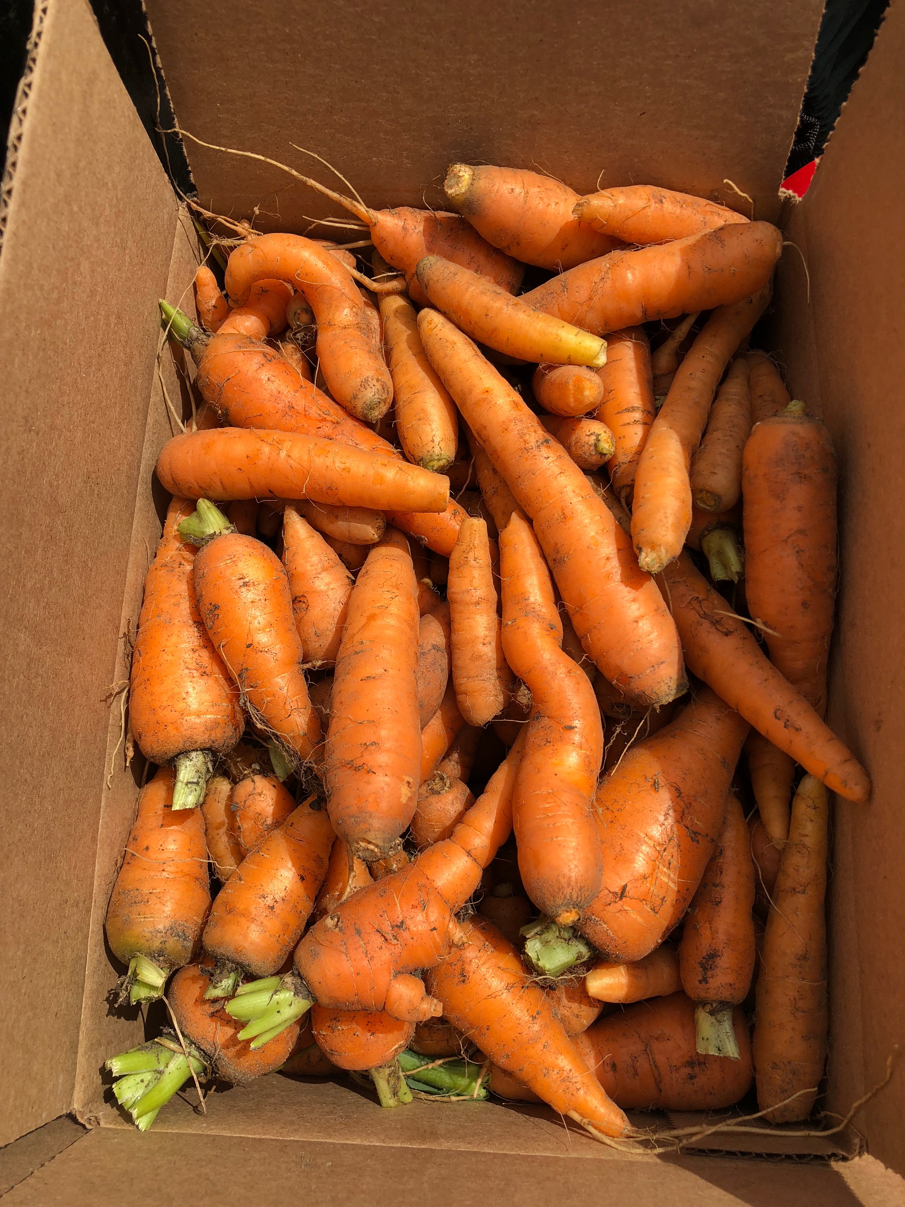 Harvest Day—in the Dog Days of Summer