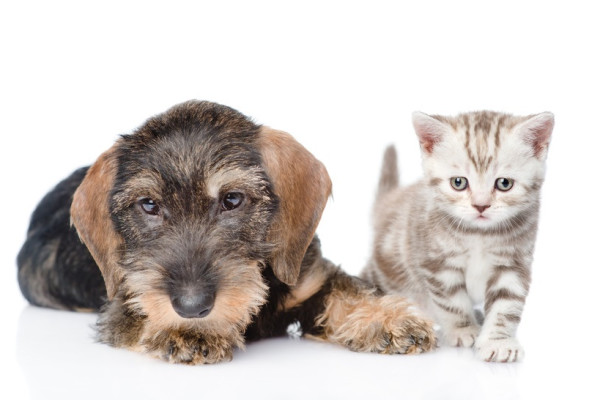 You Love Your Pets but Will Potential Buyers Love Them Too?
