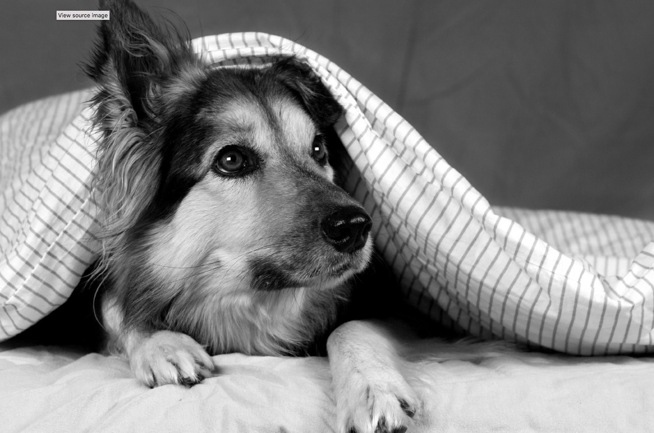 We All Love Our Pets