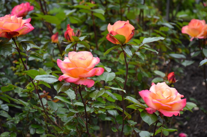 How Are Your Roses Doing? A Complete Summer Guide