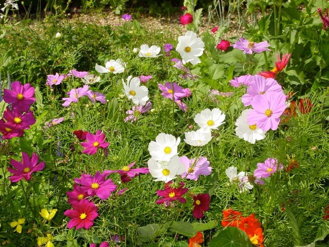 How to Deadhead Roses and Other Garden Favorites