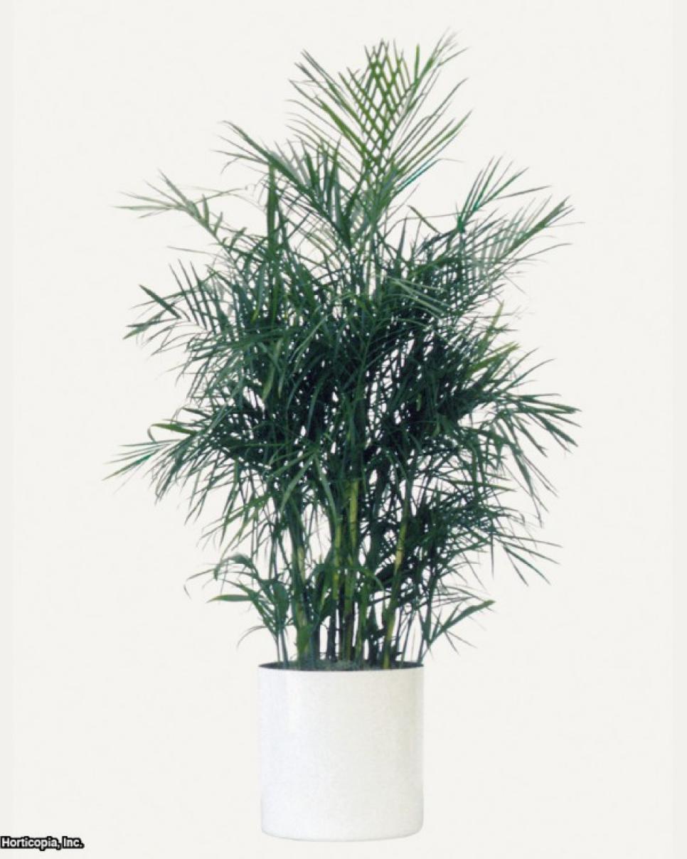 10 Best Plants for Cleaning Indoor Air