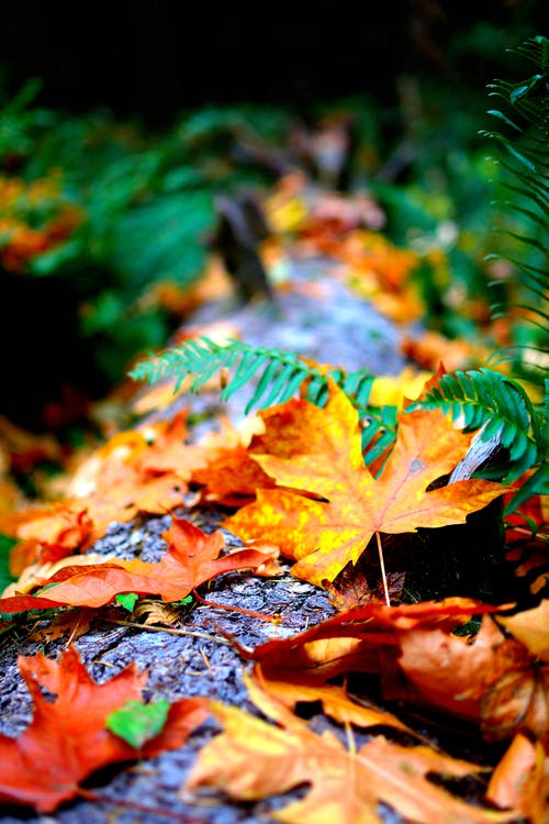 25 Plants and Trees for Winning Fall Color
