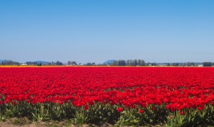 Spring activities