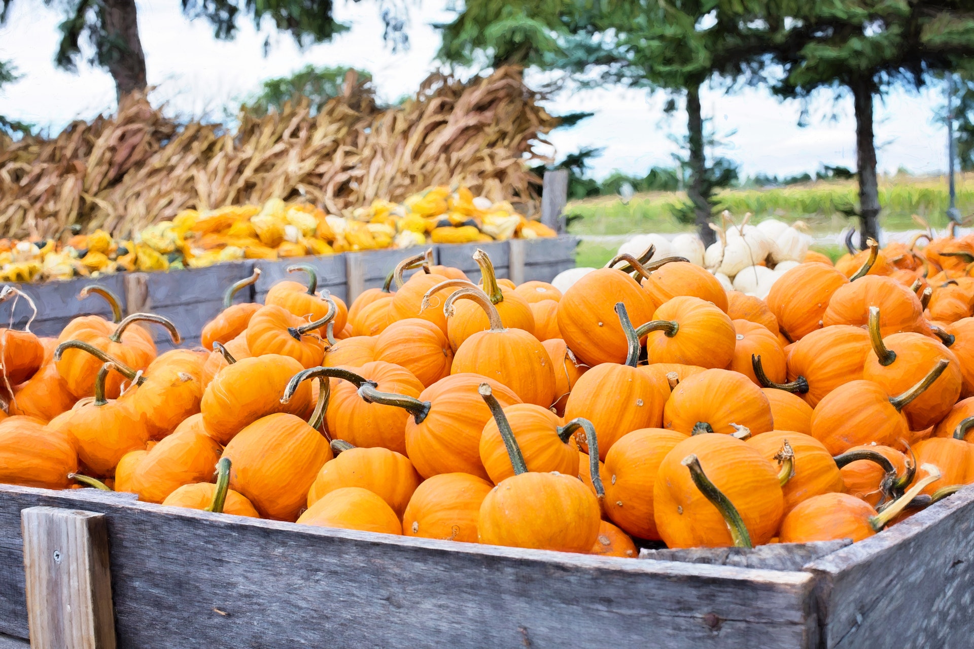 Favorite Colorado Pumpkin Patches, Mazes and More for Halloween