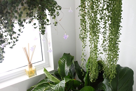 10 Houseplants That Can Actually Improve Your Health