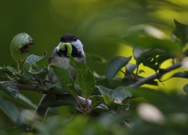 Make Your Garden a Haven for Backyard Birds