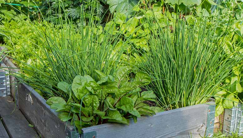 PLANTING AN EDIBLE GARDEN