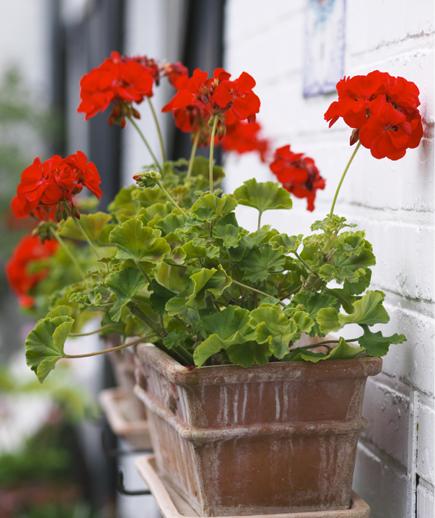 No Green Thumb? No Problem!