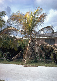 Project your beautiful and valuable Palms!