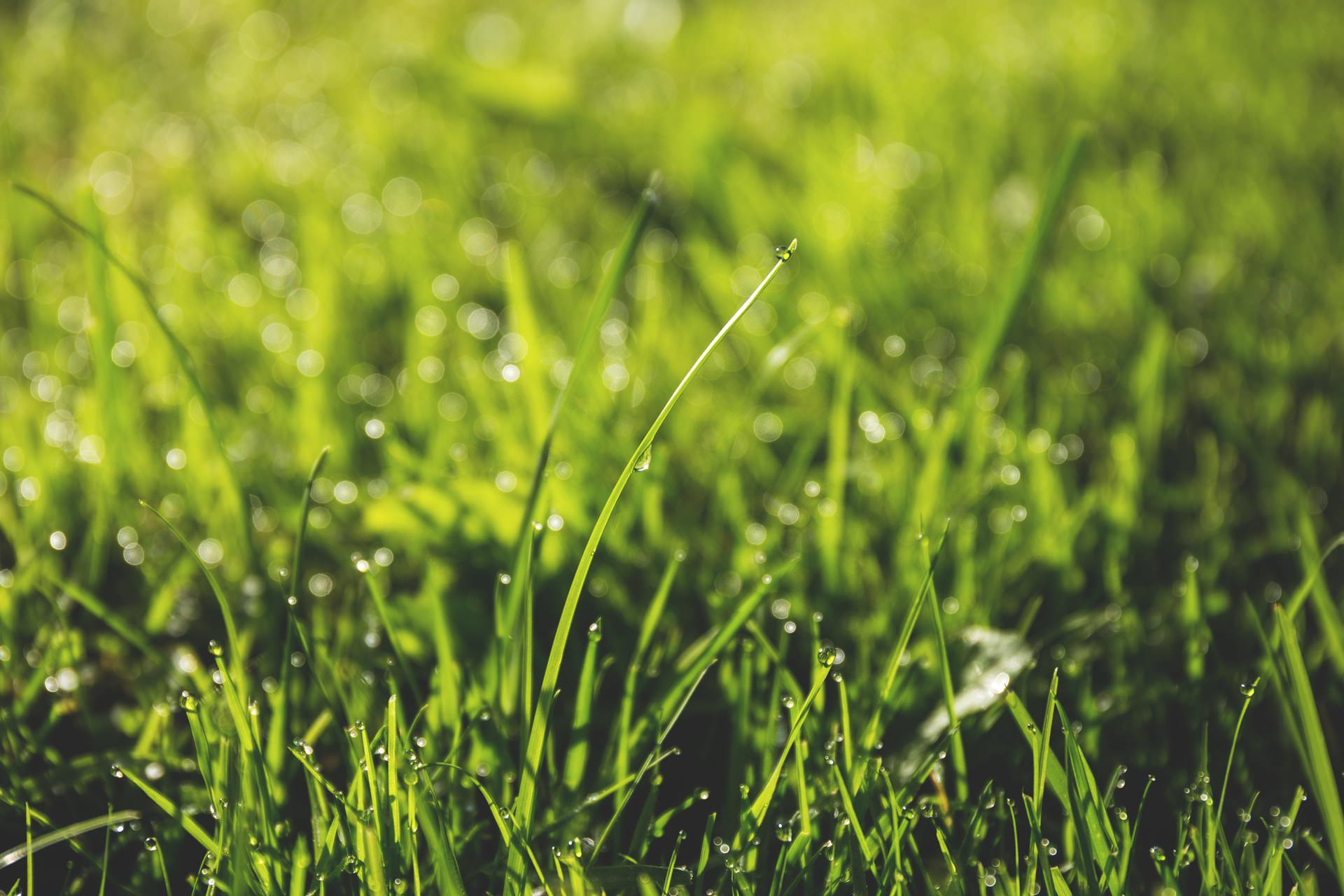 ​Taking Care of Your Lawn Without Wasting Resources