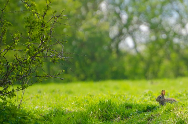 Homes for Sale in Cunningham Meadows