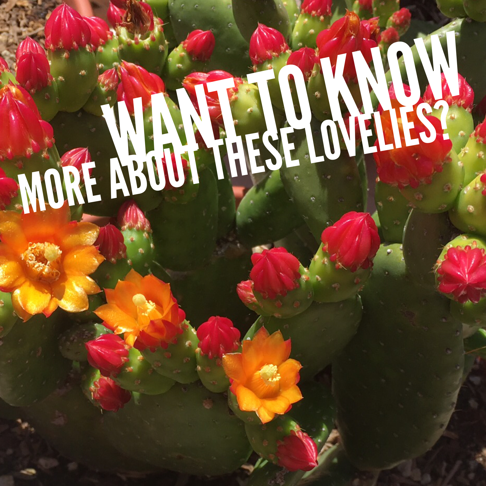 Want to know more about these lovely cactus?
