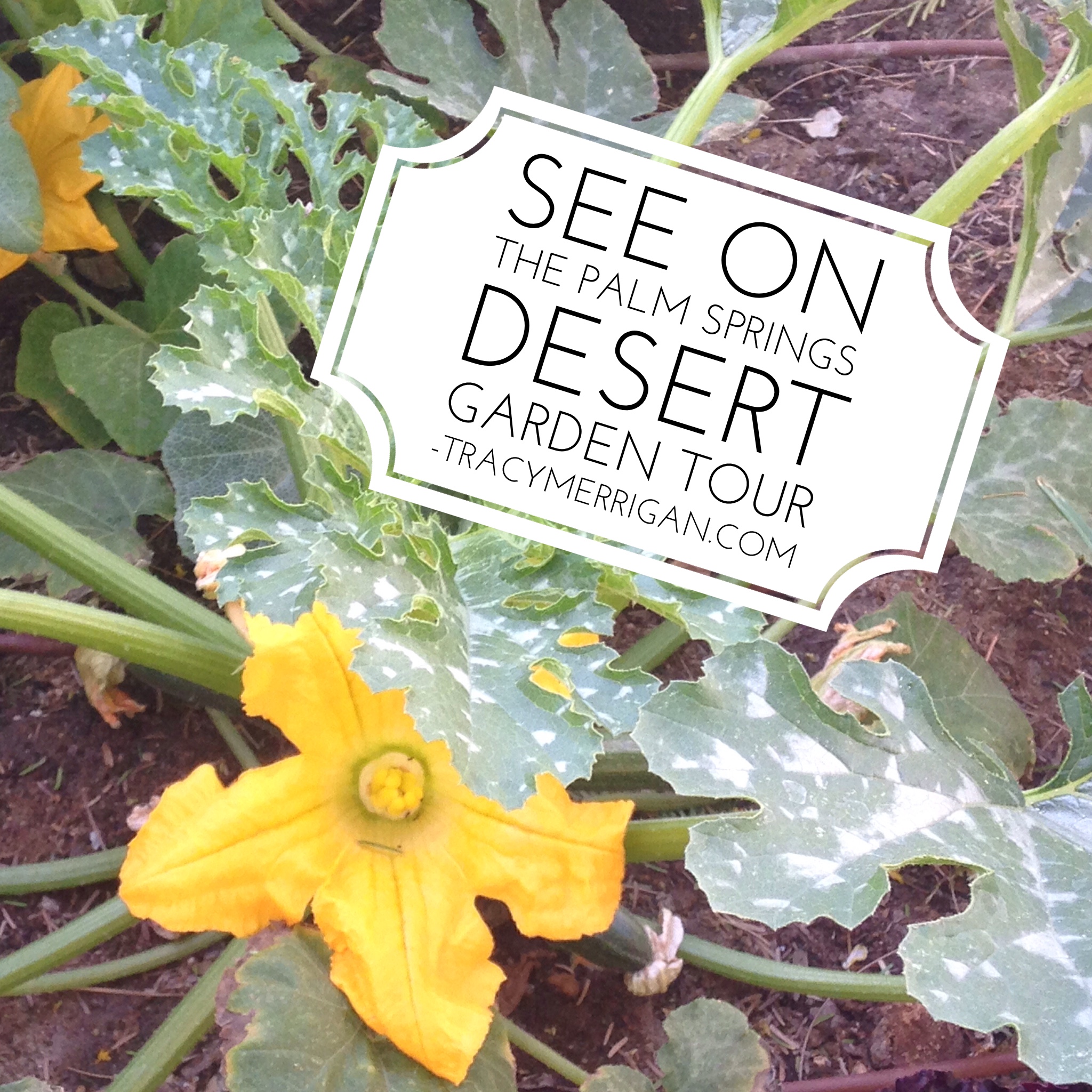 10th Annual Palm Springs Desert Garden Tour
