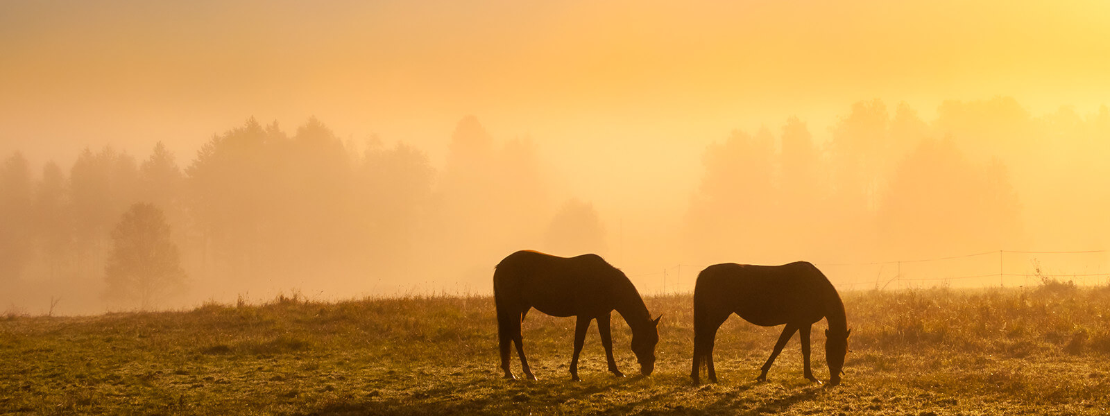 4 Ways to Finance Your Farm Purchase