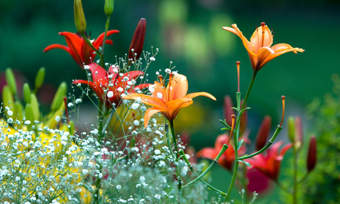 Spring Gardening Tips