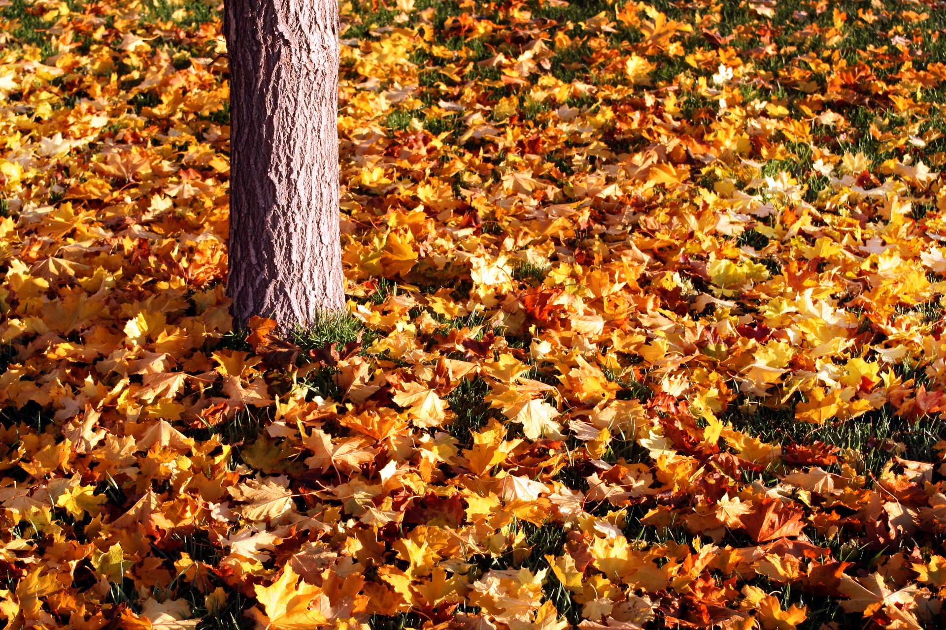 Fall Yard Care