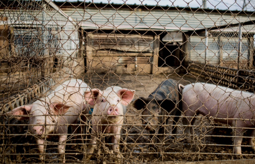North Las Vegas farmer who earned his chops in pig business sells out