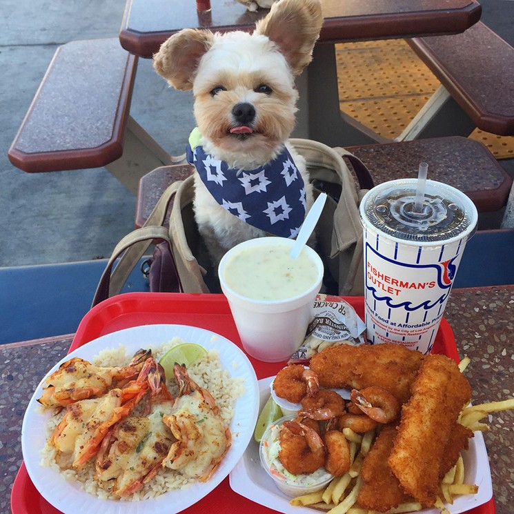 Dogs Friendly Restaurants in the Triangle