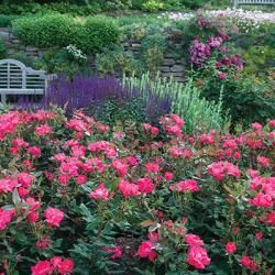 Spring Gardening Inspirations