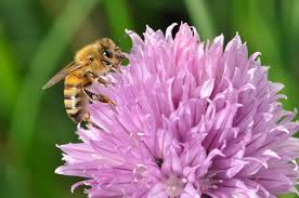 Gardening is for the Birds/Bees! We Love It!