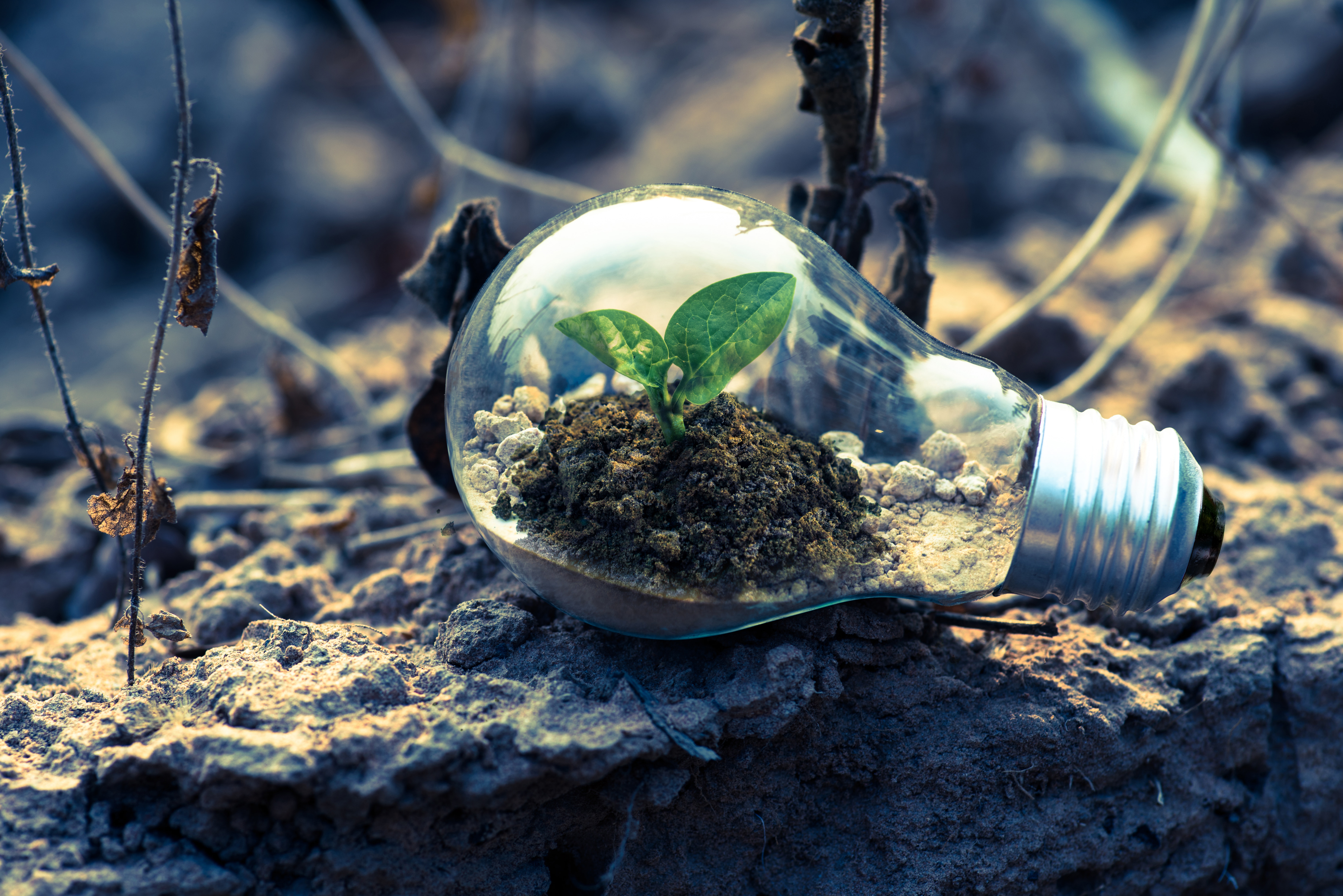 How To Go Green and Save Some Money!