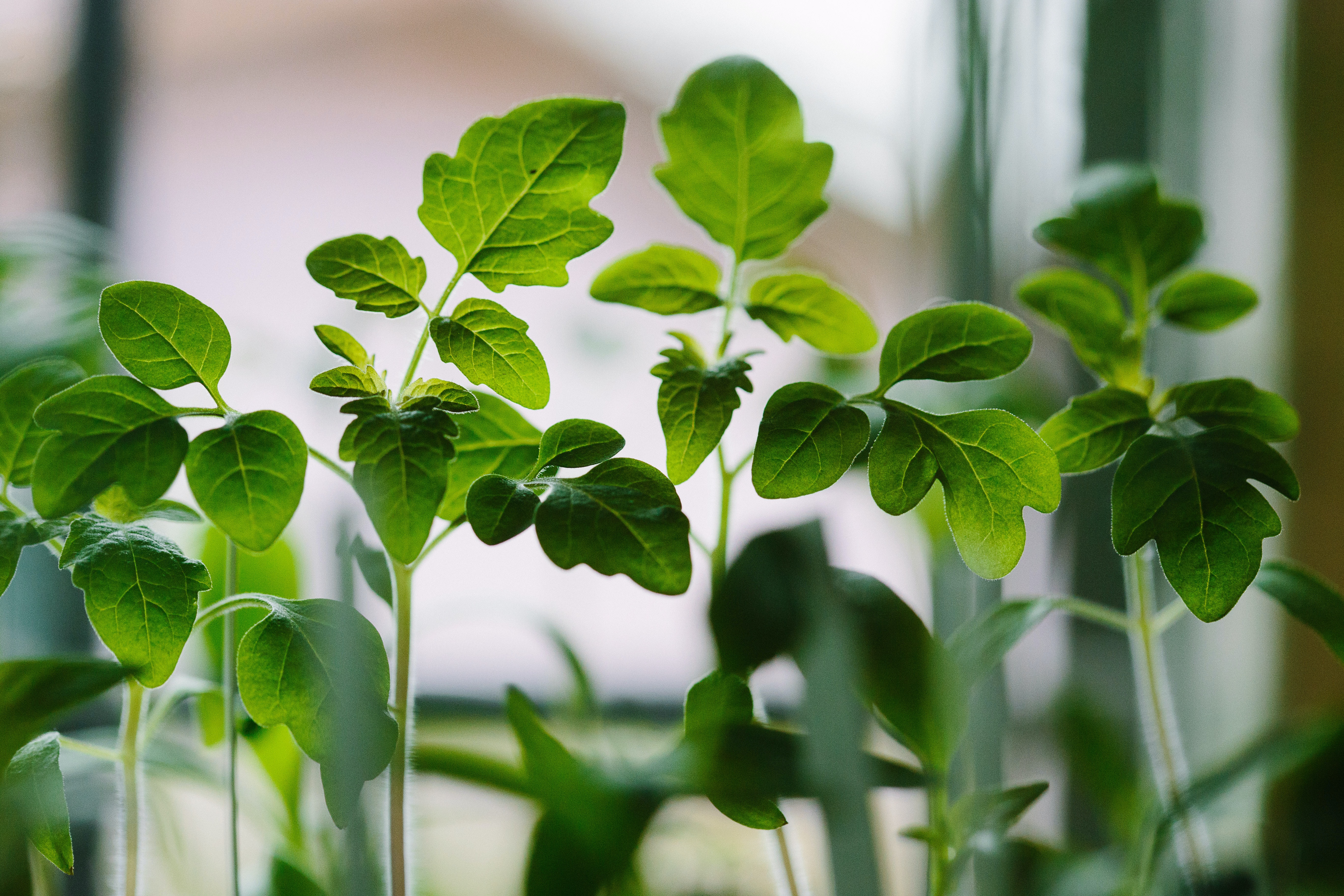 Creating Your First Patio Garden