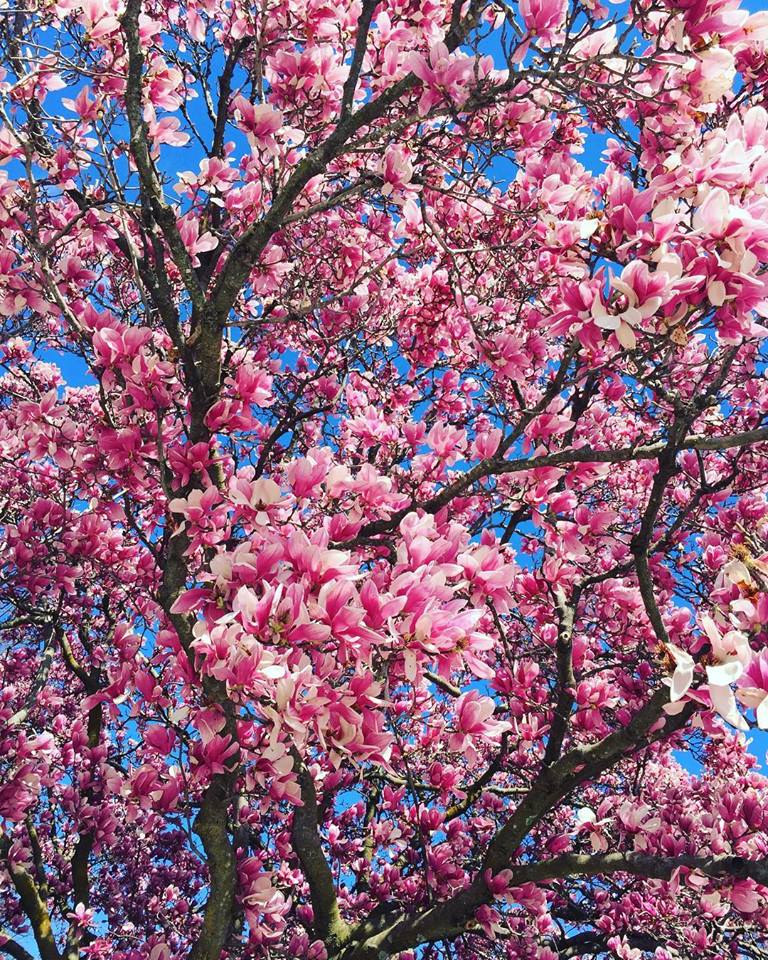 SPRING IS HERE.... (kinda)...