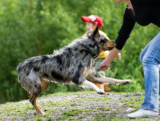 Enjoy Dog Parks in Knoxville, TN
