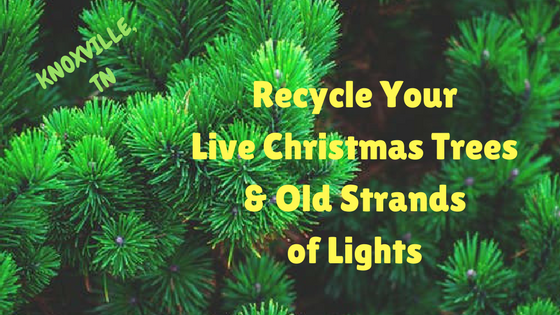 Recycle Live Christmas Trees & Old Strands of Lights in Knoxville, TN