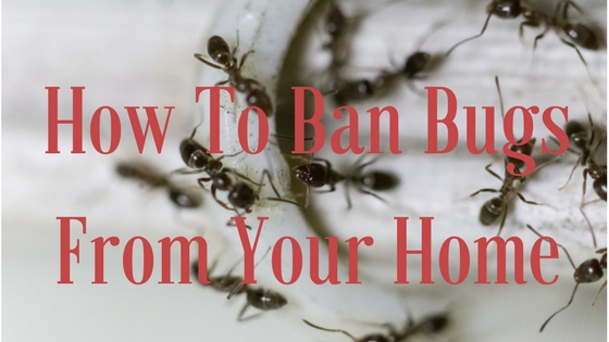 How to Ban Bugs From Your Home