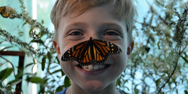 Kiwanis Butterfly Festival Southlake