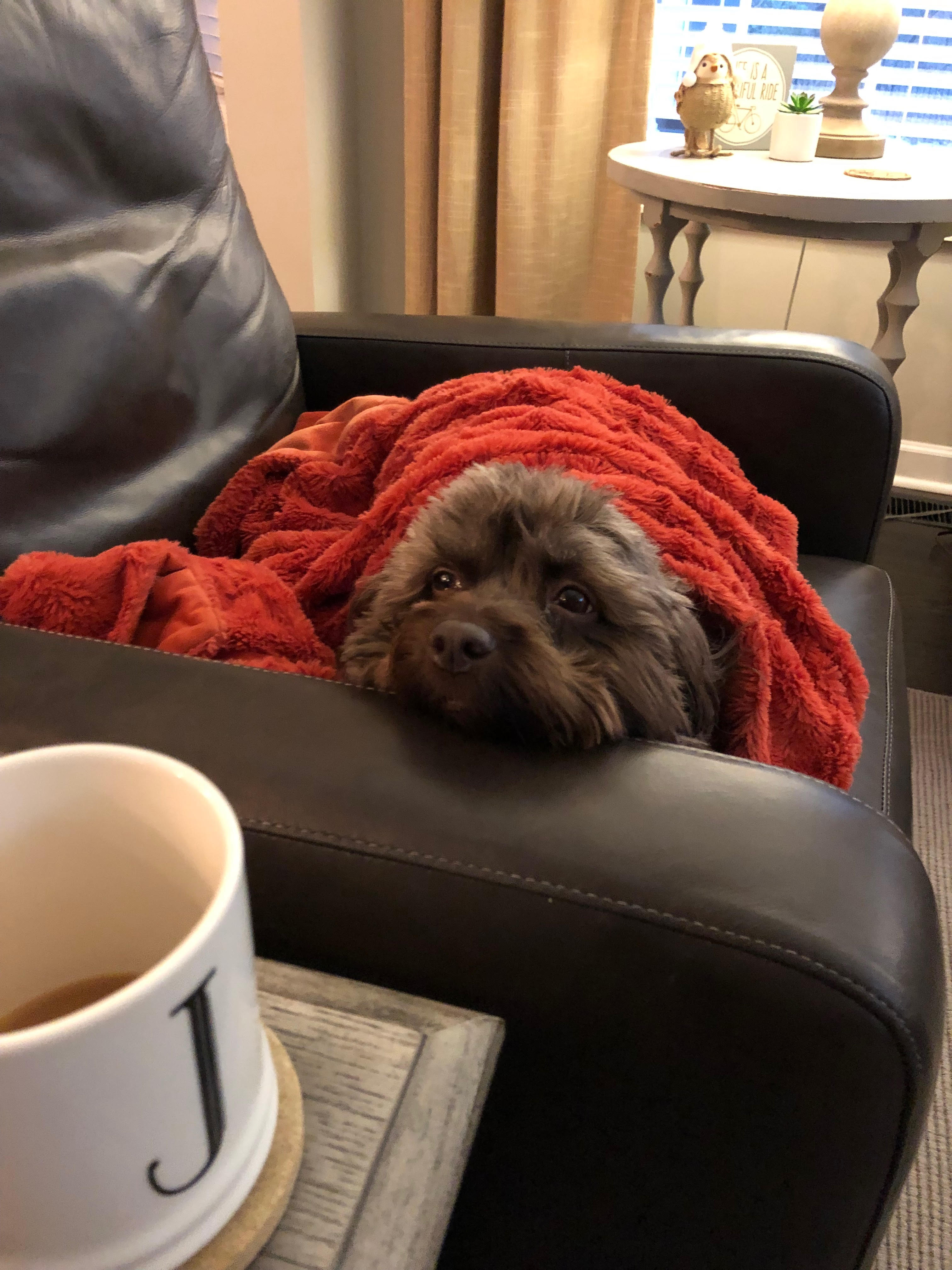 My Favorite Pet Friendly Places in Charlotte