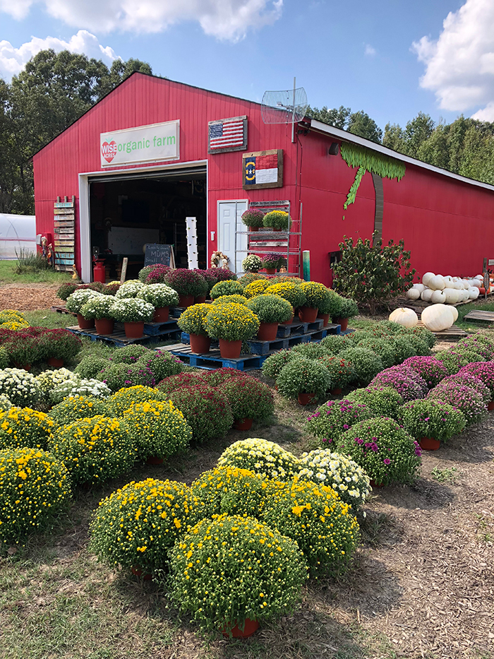 Best Pumpkin Patches Around Town