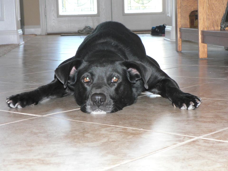A Dog's Advice on Being A Realtor®