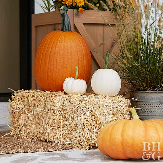 The ultimate pumpkin guide