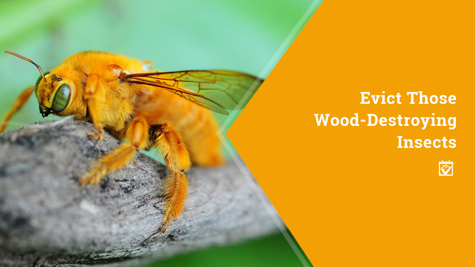 Evict Those Wood-Destroying Insects