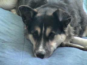 Moving with your pets