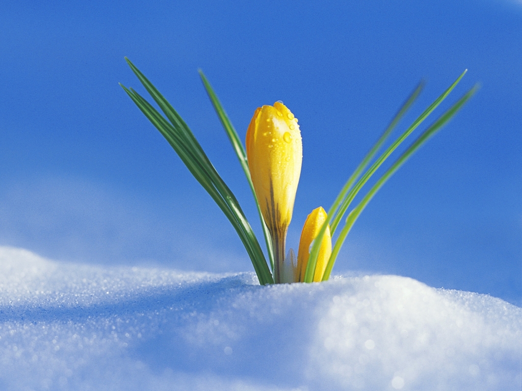 Happy New Year! Happy Spring?