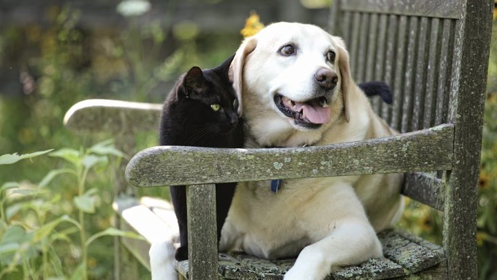 We Are Family: Our dog and cat are part of our blended family.