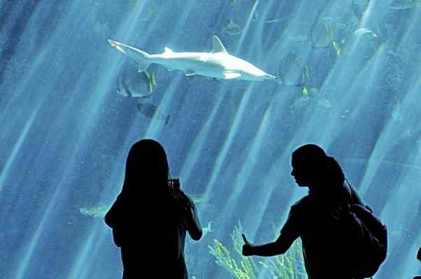 Long Beach Aquarium, 20 Others Across The Nation To Phase Out Plastic