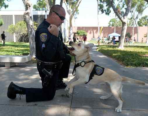 Meet CSULB’s Newest Officer: A Yellow Labrador Named Avery