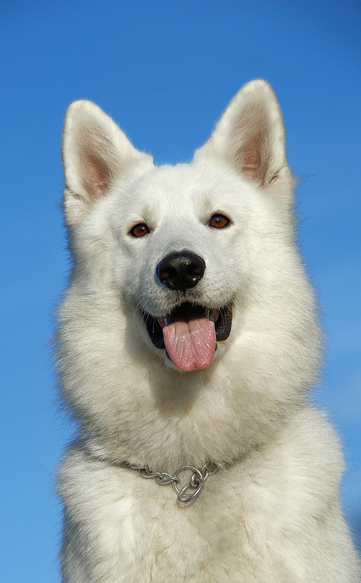 Tips on Selling A Home With Pets
